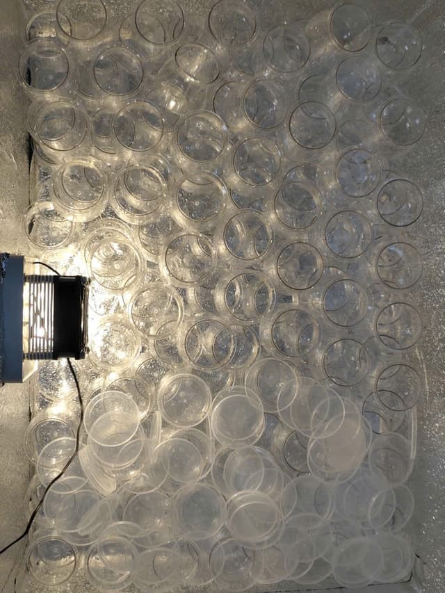 Hũ sạch, ủ chậm